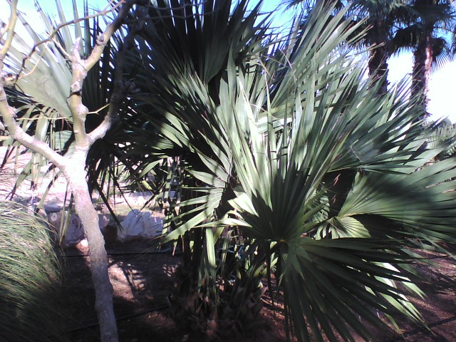 [Foto de planta, jardin, jardineria]