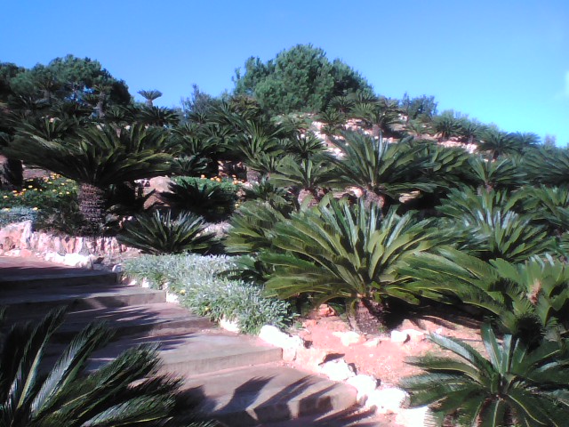 [Foto de planta, jardin, jardineria]