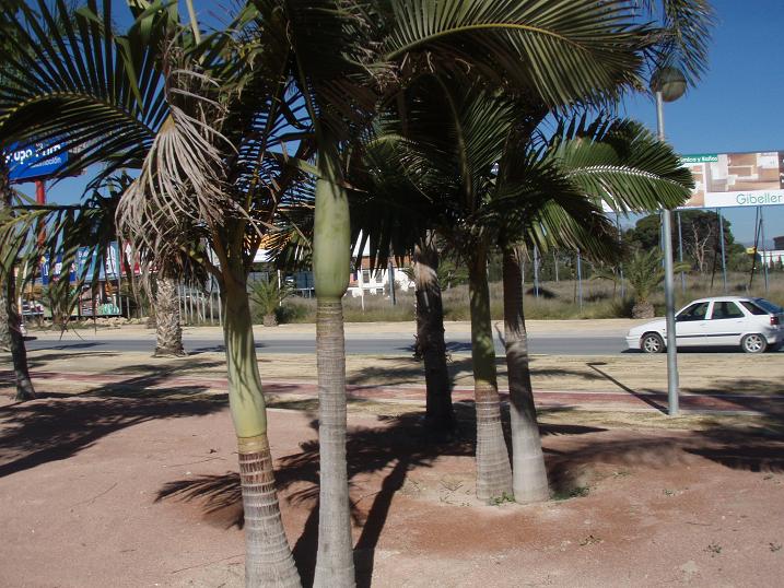 [Foto de planta, jardin, jardineria]