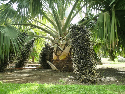 [Foto de planta, jardin, jardineria]