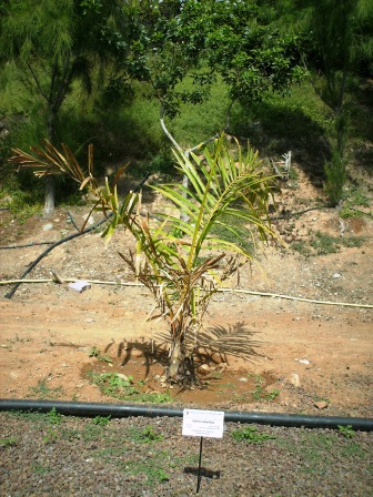 [Foto de planta, jardin, jardineria]