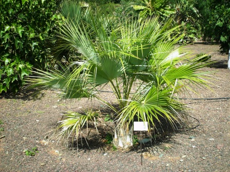 [Foto de planta, jardin, jardineria]