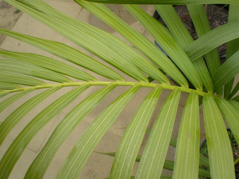 [Foto de planta, jardin, jardineria]