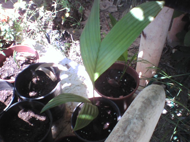 [Foto de planta, jardin, jardineria]