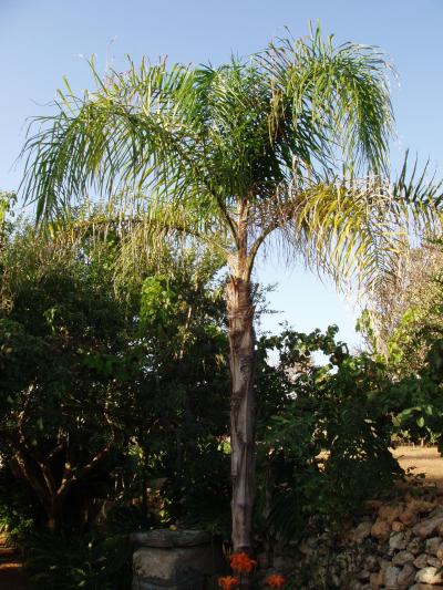 [Foto de planta, jardin, jardineria]