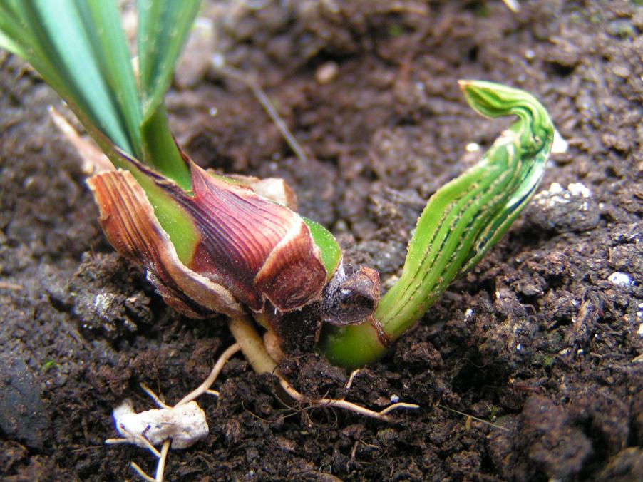 [Foto de planta, jardin, jardineria]