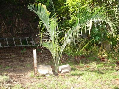[Foto de planta, jardin, jardineria]