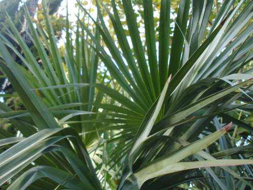 [Foto de planta, jardin, jardineria]