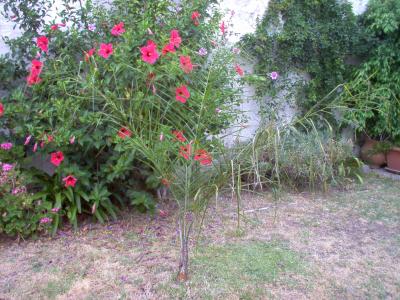 [Foto de planta, jardin, jardineria]