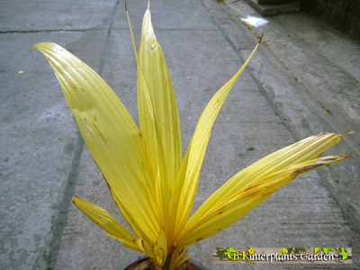 [Foto de planta, jardin, jardineria]