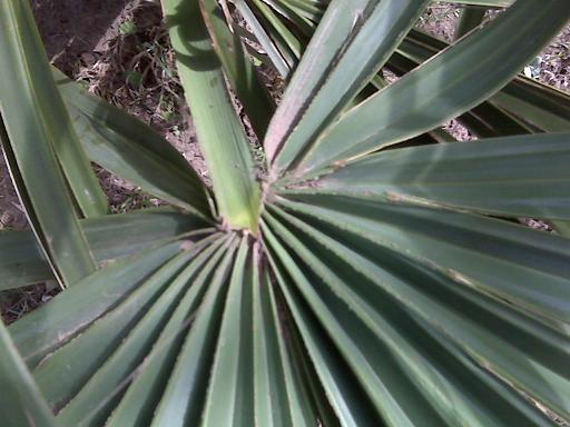 [Foto de planta, jardin, jardineria]