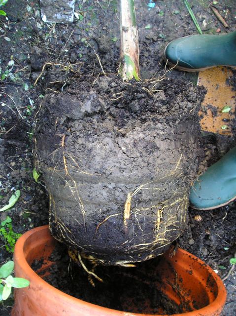 [Foto de planta, jardin, jardineria]