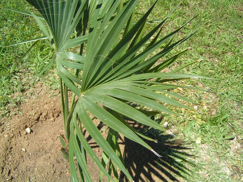 [Foto de planta, jardin, jardineria]