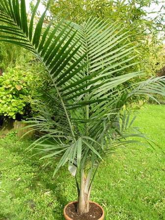 [Foto de planta, jardin, jardineria]