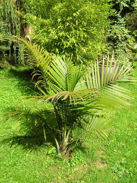 [Foto de planta, jardin, jardineria]