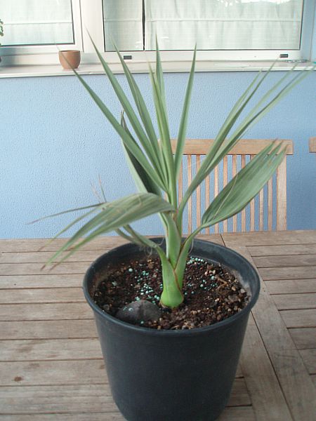 [Foto de planta, jardin, jardineria]