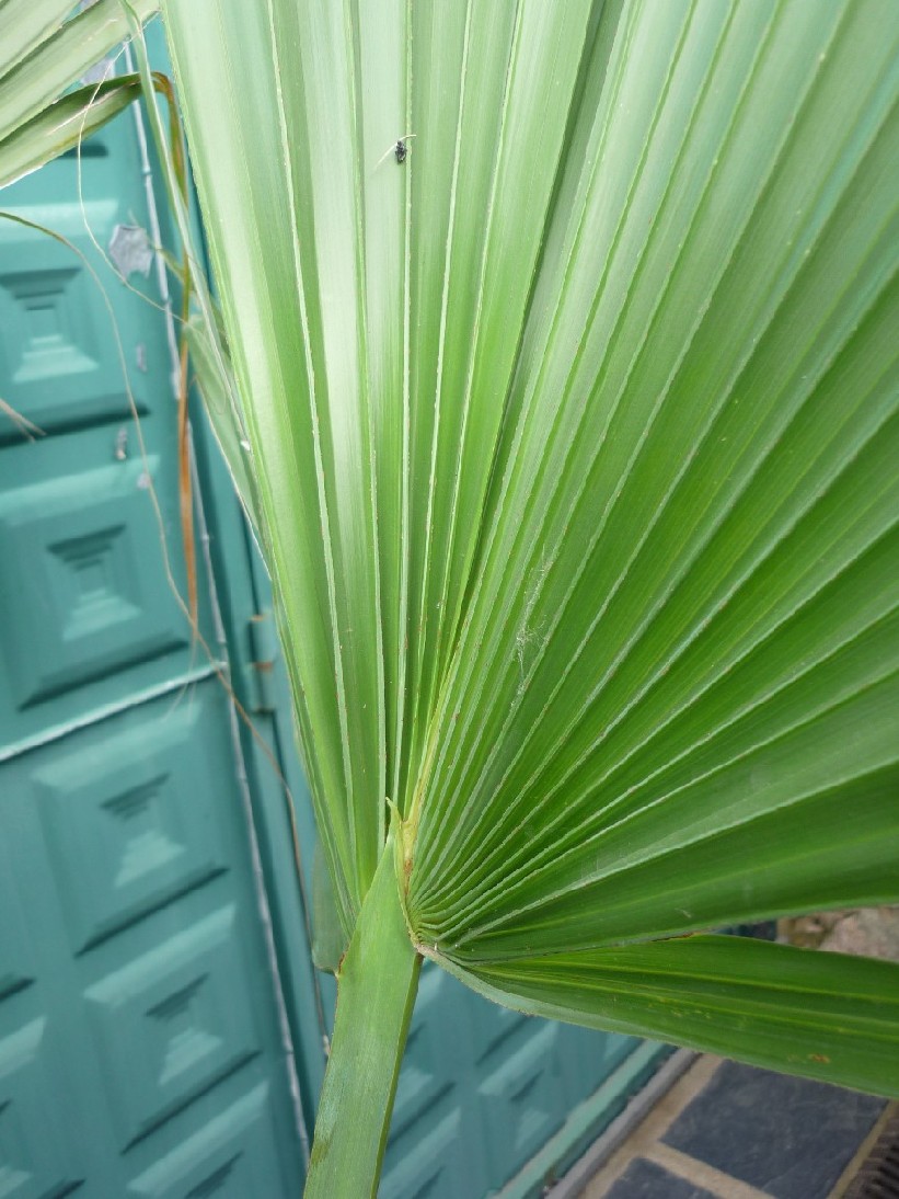 [Foto de planta, jardin, jardineria]