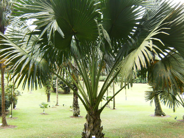 [Foto de planta, jardin, jardineria]