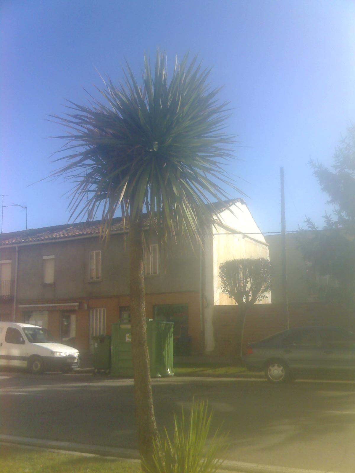 [Foto de planta, jardin, jardineria]