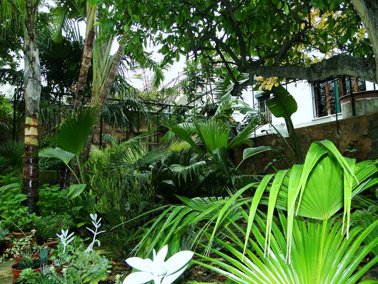 [Foto de planta, jardin, jardineria]