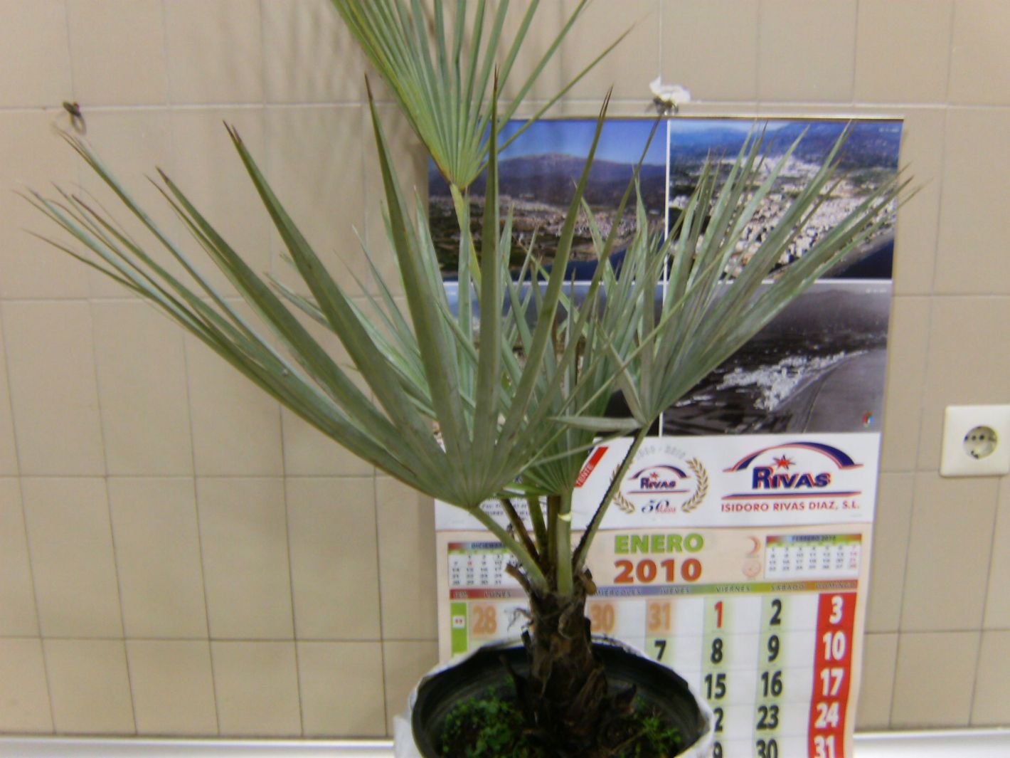 [Foto de planta, jardin, jardineria]