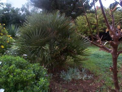 [Foto de planta, jardin, jardineria]