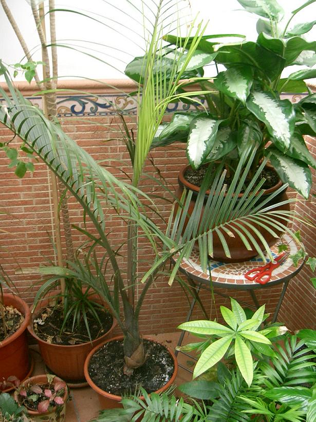 [Foto de planta, jardin, jardineria]
