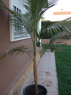 [Foto de planta, jardin, jardineria]