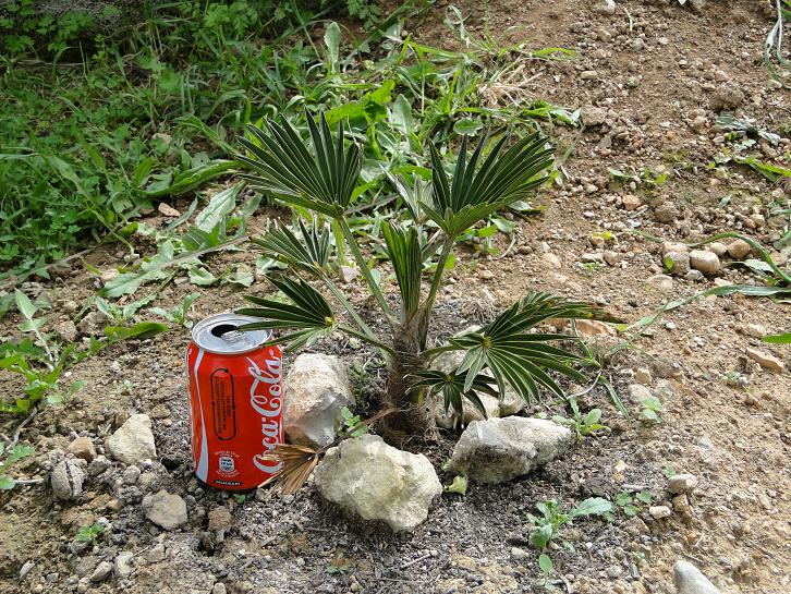 [Foto de planta, jardin, jardineria]