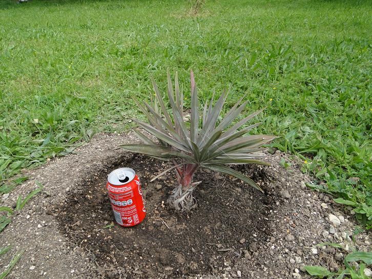 [Foto de planta, jardin, jardineria]