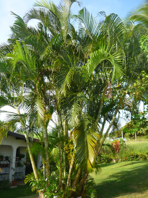 [Foto de planta, jardin, jardineria]