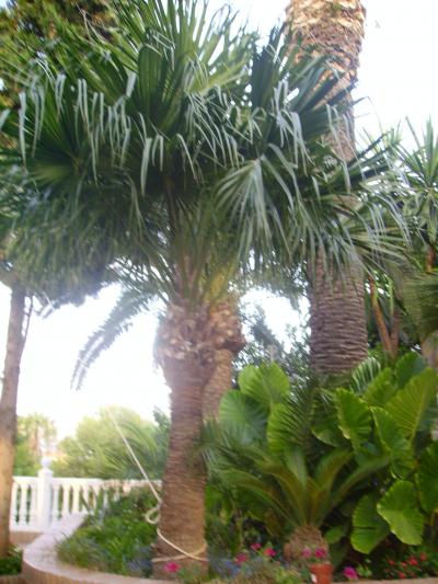 [Foto de planta, jardin, jardineria]