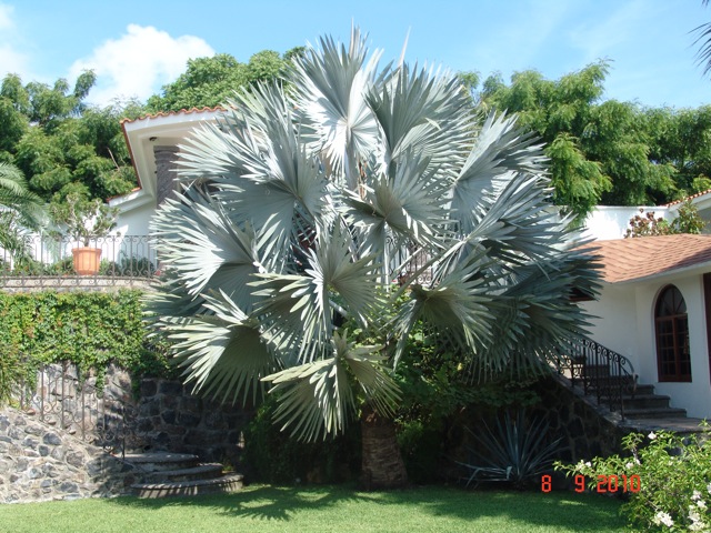 [Foto de planta, jardin, jardineria]