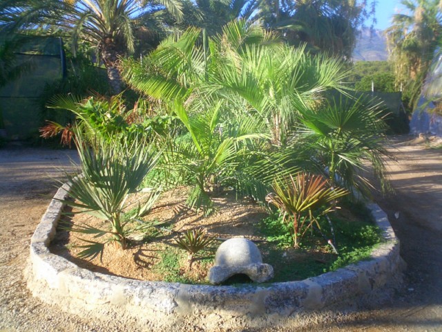 [Foto de planta, jardin, jardineria]