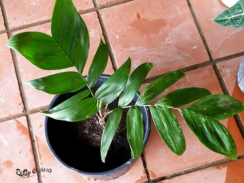 [Foto de planta, jardin, jardineria]