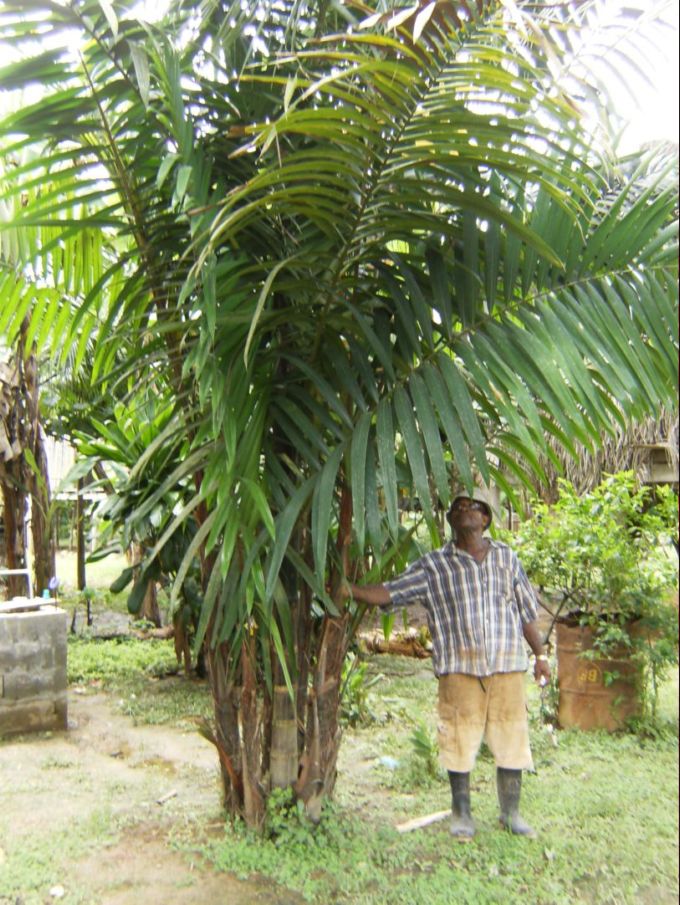 [Foto de planta, jardin, jardineria]