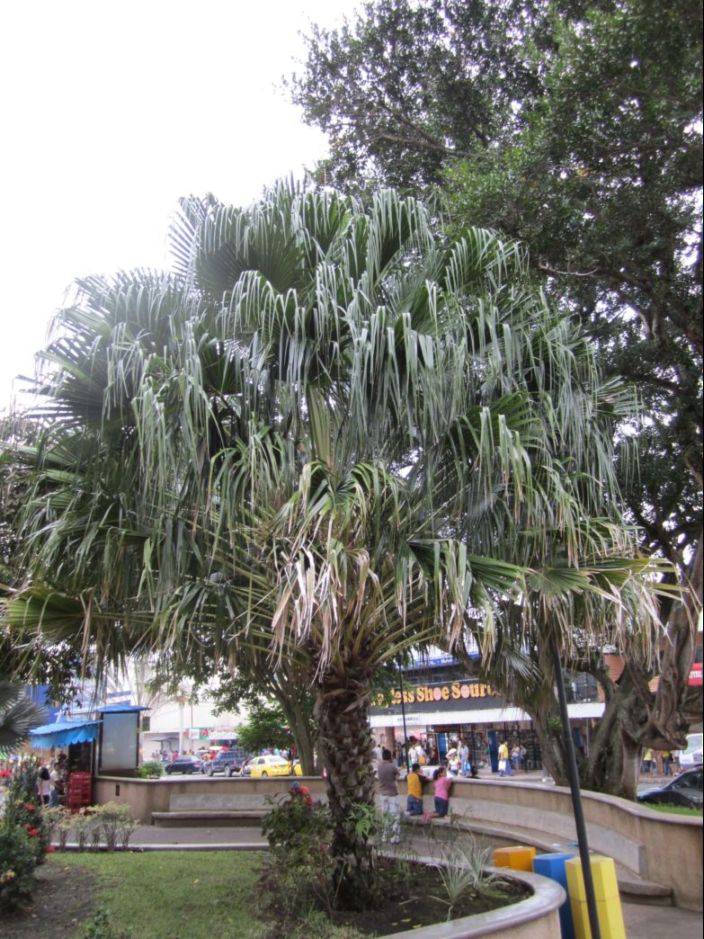 [Foto de planta, jardin, jardineria]