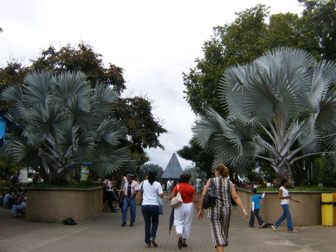 [Foto de planta, jardin, jardineria]