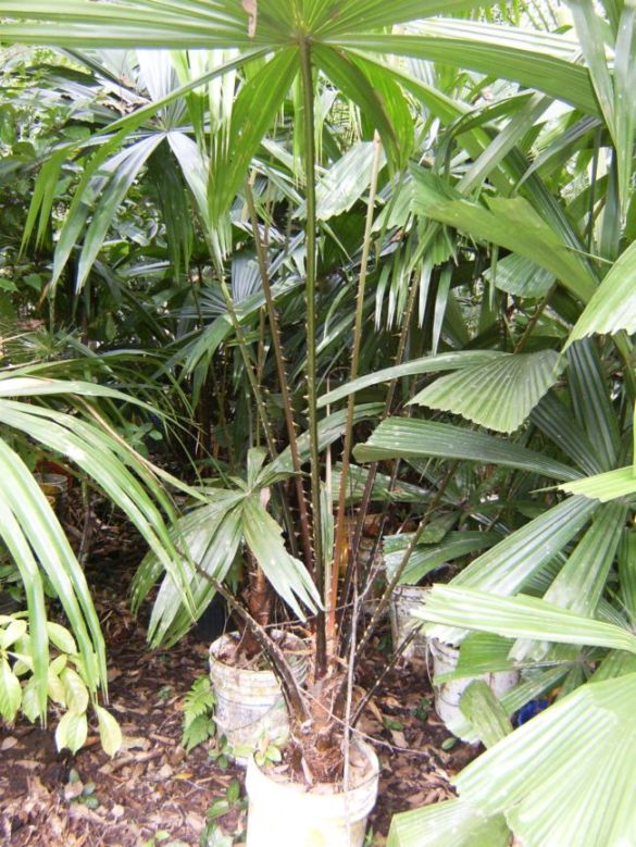 [Foto de planta, jardin, jardineria]
