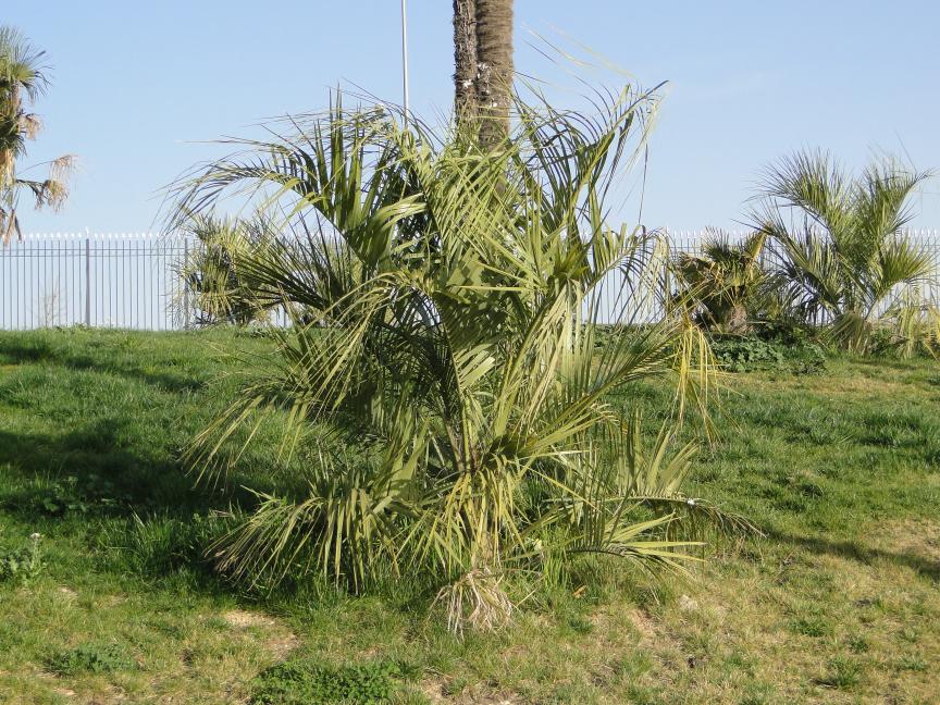 [Foto de planta, jardin, jardineria]