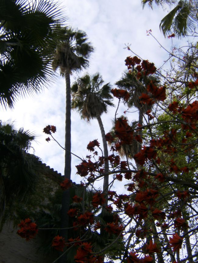 [Foto de planta, jardin, jardineria]
