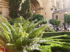 [Foto de planta, jardin, jardineria]