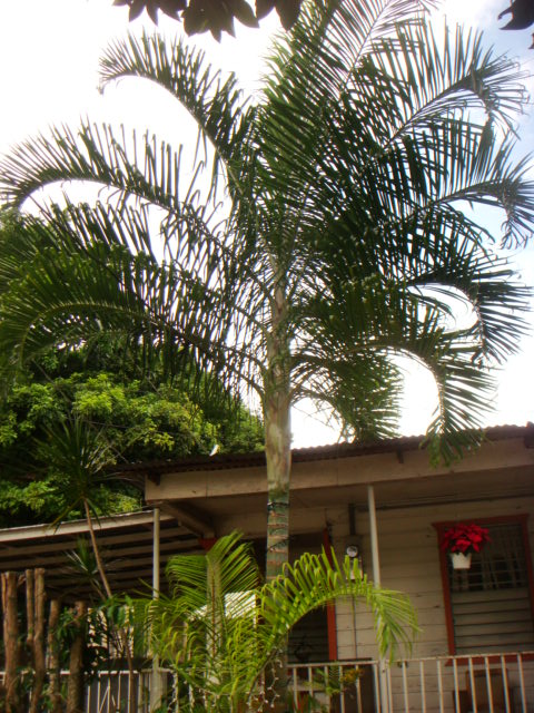 [Foto de planta, jardin, jardineria]