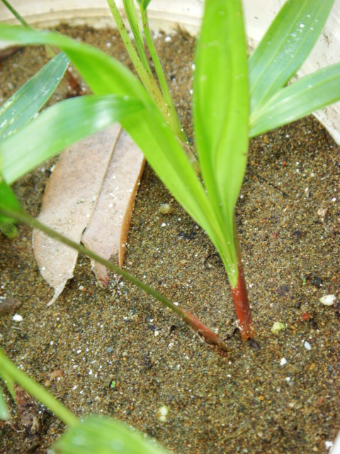 [Foto de planta, jardin, jardineria]