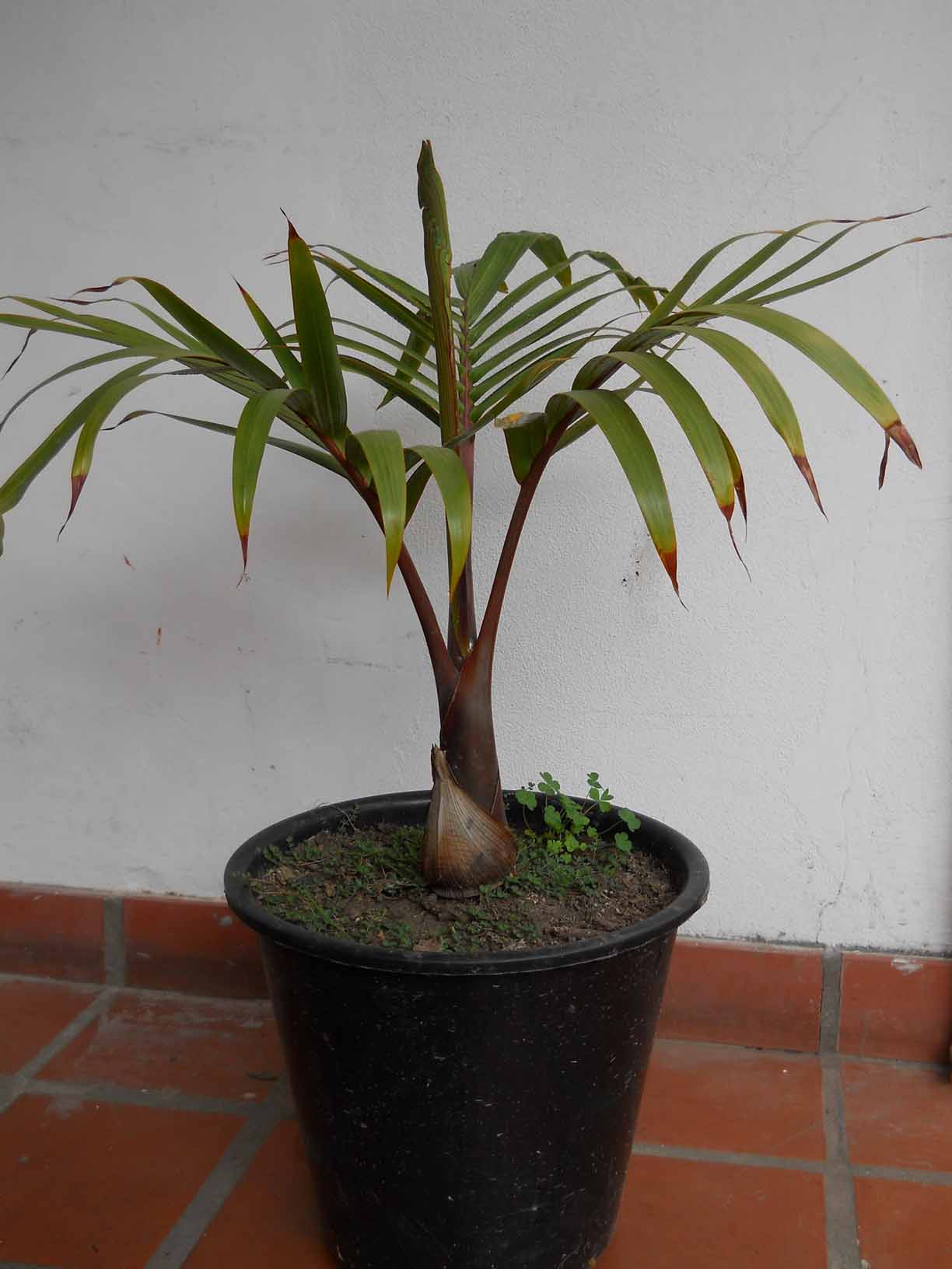 [Foto de planta, jardin, jardineria]