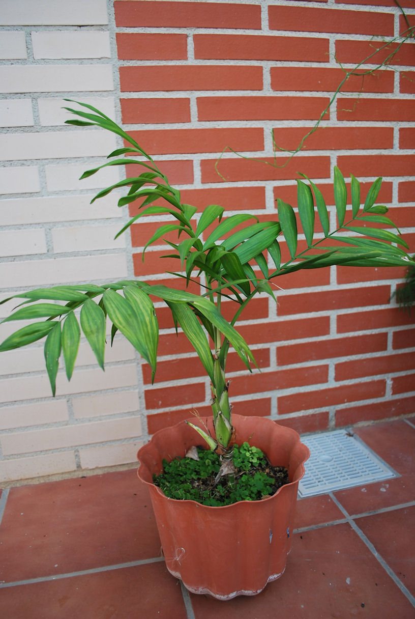 [Foto de planta, jardin, jardineria]