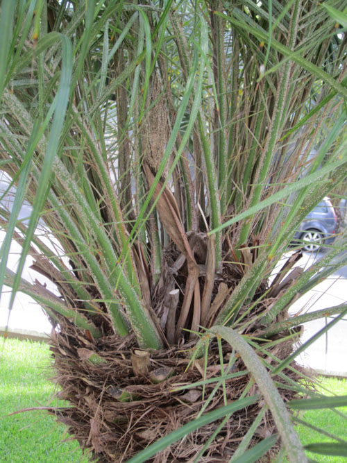 [Foto de planta, jardin, jardineria]