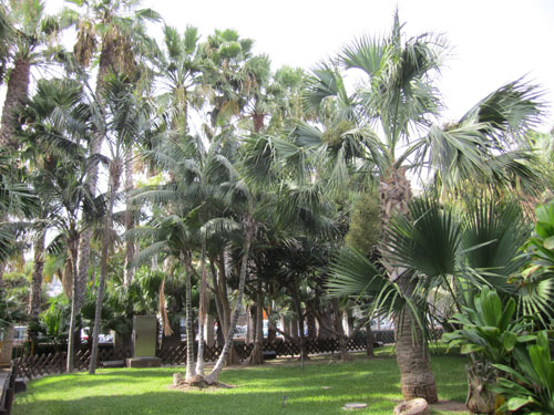 [Foto de planta, jardin, jardineria]