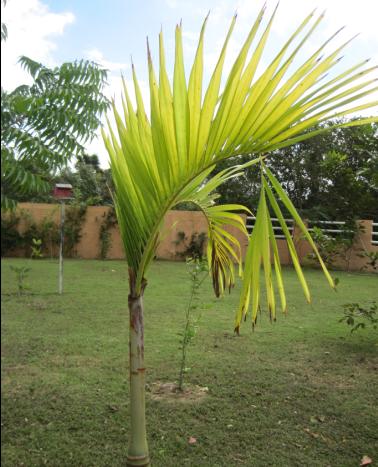 [Foto de planta, jardin, jardineria]