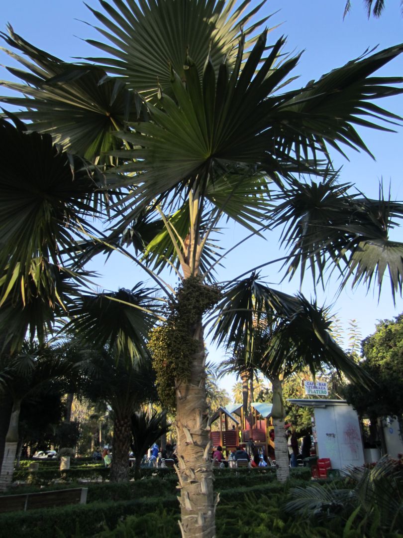 [Foto de planta, jardin, jardineria]